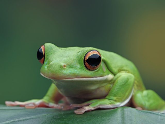 frog